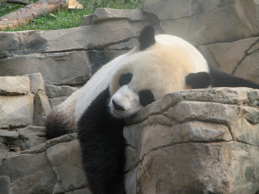 Panda Google Update 4.2
